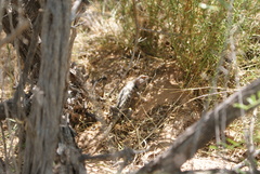 Sceloporus bimaculosus