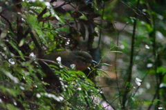 Scelorchilus rubecula