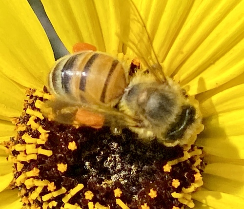 iNaturalist observation photo of Western Honey Bee