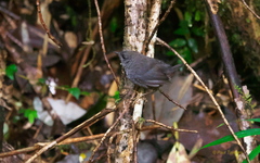 Scytalopus magellanicus