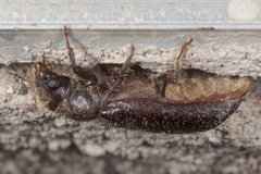 Melalgus plicatus