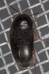 Eustrophopsis