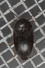 Eustrophopsis