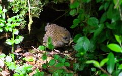 Scytalopus magellanicus