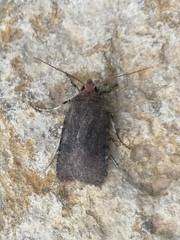 Conistra staudingeri