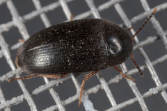 Eustrophopsis