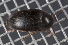 Eustrophopsis