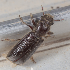Melalgus plicatus