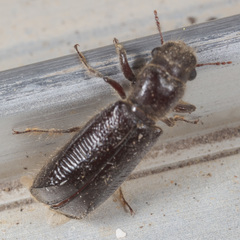 Melalgus plicatus