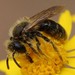 Dwarf-dandelion Mining Bee - Photo (c) wwrauscher, some rights reserved (CC BY-NC), uploaded by wwrauscher