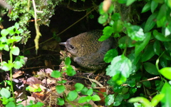 Scytalopus magellanicus
