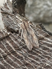 Lithophane semibrunnea