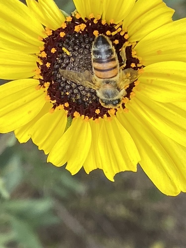 iNaturalist observation photo of Western Honey Bee