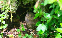 Scytalopus magellanicus