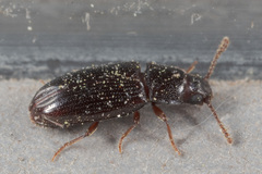 Pharaxonotha kirschii