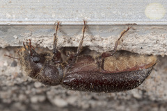 Melalgus plicatus