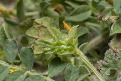 Onobrychis squarrosa