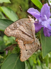 Anartia jatrophae