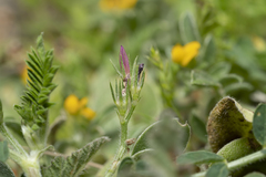 Onobrychis squarrosa