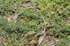 Onobrychis squarrosa