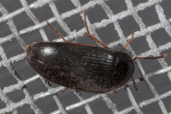 Eustrophopsis