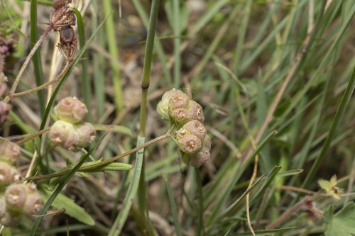 Image of Valerianella vesicaria by (c) Eleftherios Katsillis, some rights reserved (CC BY)