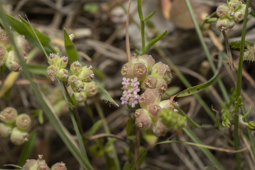 Image of Valerianella vesicaria by (c) Eleftherios Katsillis, some rights reserved (CC BY)