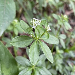 Galium echinocarpum