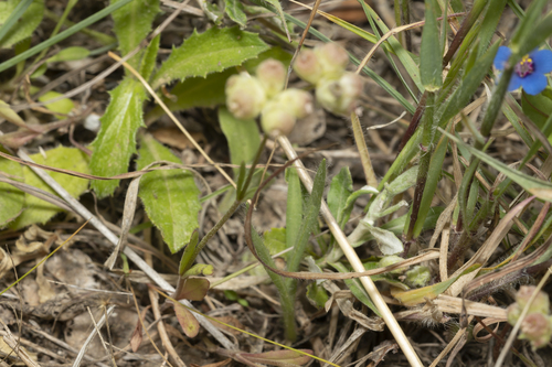 Image of Valerianella vesicaria by (c) Eleftherios Katsillis, some rights reserved (CC BY)