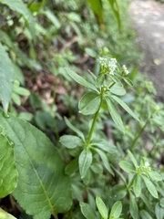 Galium echinocarpum