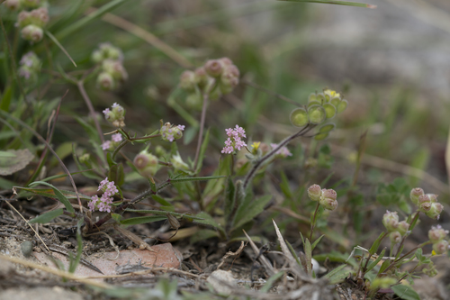 Image of Valerianella vesicaria by (c) Eleftherios Katsillis, some rights reserved (CC BY)