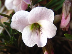 Viola chaerophylloides