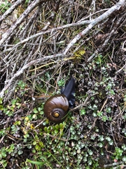 Powelliphanta