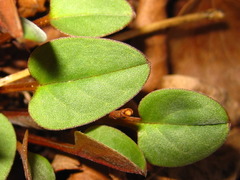 Trigonotis radicans sericea