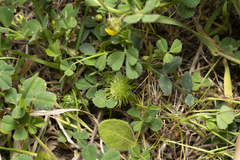 Medicago disciformis