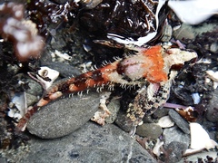 Oligocottus rubellio