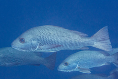 Lutjanus argentimaculatus