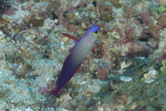 Nemateleotris decora