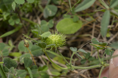 Medicago disciformis