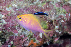 Hawkfish Anthias photo 3