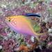 Hawk Anthias - Photo (c) Mark Rosenstein, some rights reserved (CC BY-NC-SA), uploaded by Mark Rosenstein