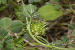 Medicago disciformis