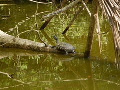 Trachemys stejnegeri
