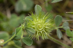 Medicago disciformis
