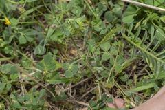 Medicago disciformis