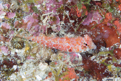 Synchiropus morrisoni