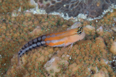 Ecsenius fijiensis