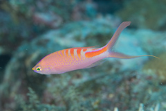 Pyronotanthias lori