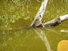 Trachemys stejnegeri