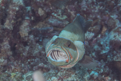 Gracila albomarginata